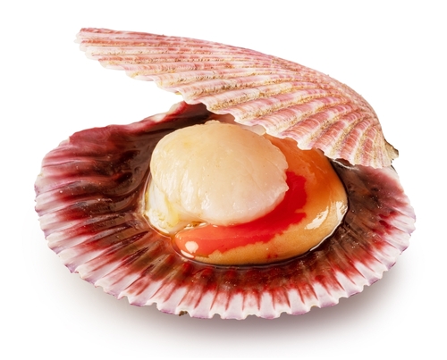 Edible,Raw,Opened,Scallop,Isolated,On,White,Background.,Delicacy,Food.